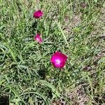 Callirhoe digitata Flower