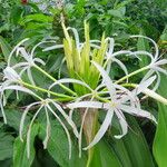 Crinum asiaticum Flower