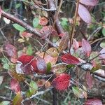 Vaccinium arboreum Folha