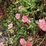 Helianthemum nummularium ഇല