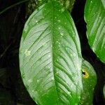 Syngonium standleyanum Folha