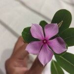 Catharanthus roseusBlüte