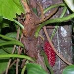 Philodendron fragrantissimum Corteza