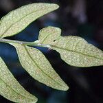 Bolbitis gemmifer Leaf