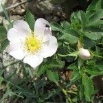 Rosa corymbifera Flor
