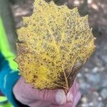 Populus grandidentata Folha