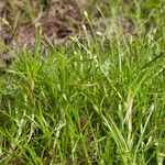 Isolepis fluitans Fruit