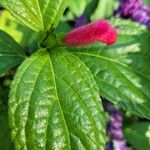 Salvia oxyphora Flor