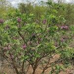 Mundulea sericea Habit