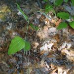 Smilax glauca ശീലം