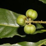 Pausandra trianae Meyve