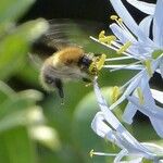 Camassia leichtlinii Sonstige