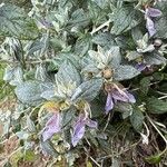 Teucrium fruticans Blüte