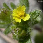 Hemizonella minima Flower