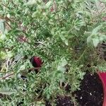 Thymus vulgaris Листок