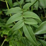 Jasminum polyanthum পাতা