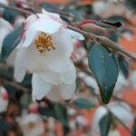 Camellia caudata Flower