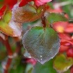 Begonia cucullata 葉