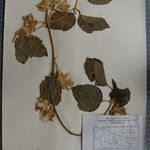 Clematis buchananiana Altres