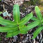 Dryopteris sieboldii Leaf