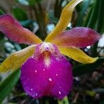 Cattleya bicolor Virág