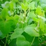 Persicaria perfoliata Лист
