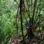 Cyathea glaziovii Hábito