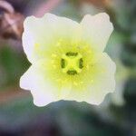 Papaver radicatum Flor