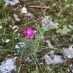 Dianthus lusitanusVirág