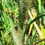 Carex chilensis