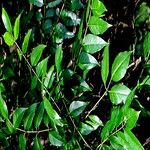 Zanthoxylum clava-herculis Hoja
