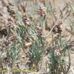 Aeluropus littoralis Habit