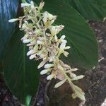 Alpinia galanga 花