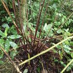 Pteris catoptera Other