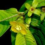 Ludwigia latifolia Fruit