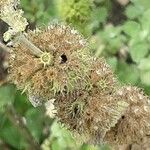 Marrubium vulgare Fruit