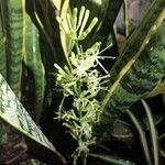 Sansevieria hyacinthoides Kvet