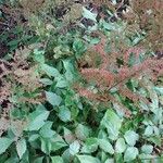 Astilbe simplicifolia Blad