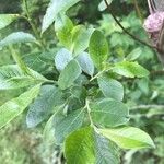 Salix cinerea Leaf