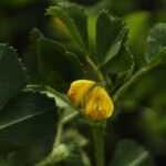 Medicago truncatula Λουλούδι