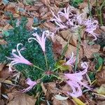 Nerine undulata Flower