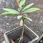 Erythroxylum laurifolium Leaf