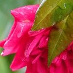 Rosa × damascena Blatt