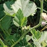 Althaea officinalis Liść