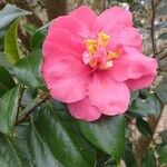 Camellia sasanqua Thunb.Flower