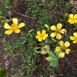 Ranunculus cortusifolius Floare