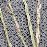 Digitaria sanguinalis Цвят