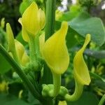 Aristolochia clematitis花