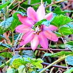 Passiflora pinnatistipula Flower