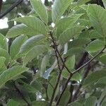 Quercus glauca Fruit